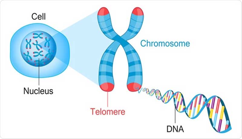 Telomeres Los Angeles